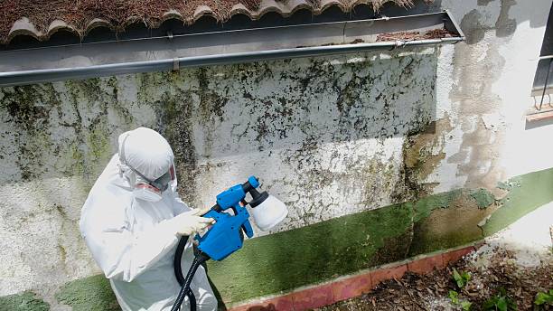 Top rated local Mold Removal specialists in Osprey, FL